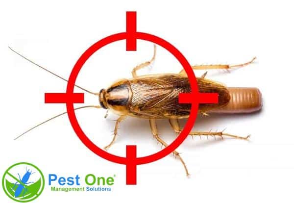 Dịch vụ diệt gián tận gốc uy tín tại nhà, đảm bảo không gian sống an toàn