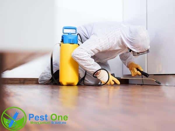 Nhân viên PESTONE thực hiện quy trình diệt gián tại khu vực phòng ngủ