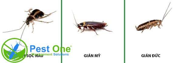 Hình ảnh 3 loài gián phổ biến tại Việt Nam