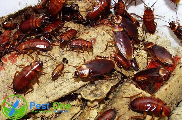 Diệt Gián Tận Gốc