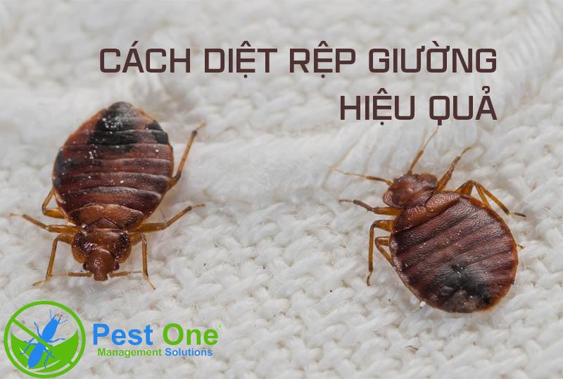 Dịch vụ diệt Rệp Giường