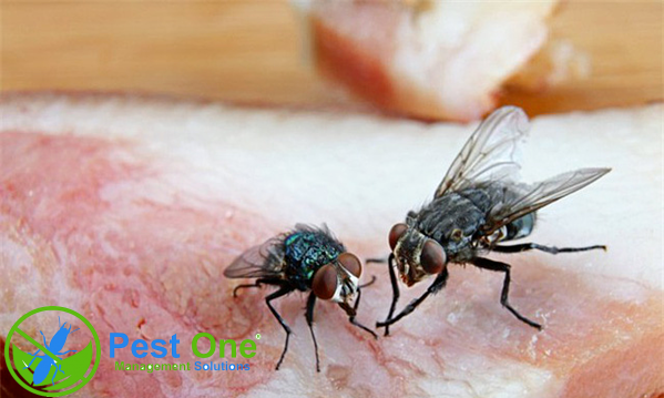 Dịch vụ diệt ruồi