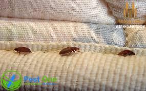 Dịch vụ diệt Rệp Giường
