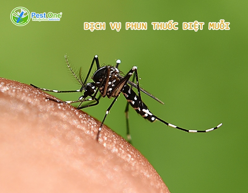 Dịch vụ phun thuốc diệt muỗi | pestone