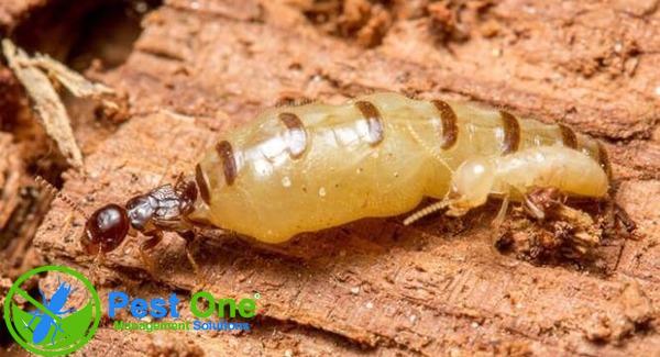 Moien Api Các loại mối phổ biến thường gặp tại Việt Nam