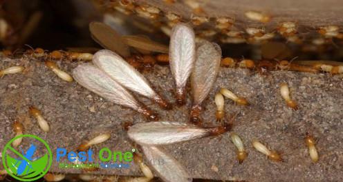 Dịch vụ diệt mối Quận 12