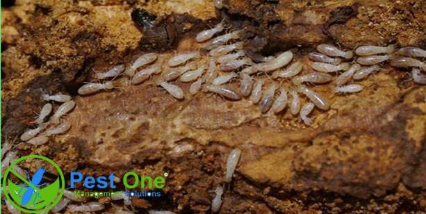 Diệt mối tại Bình Dương