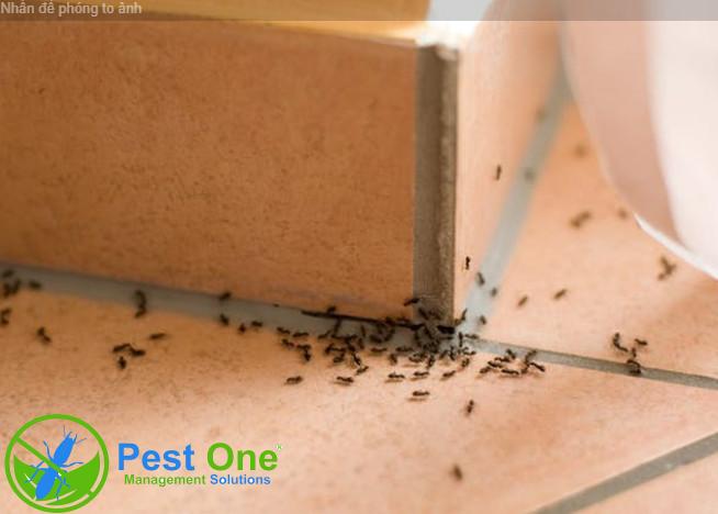Tìm hiểu về loài kiến 1