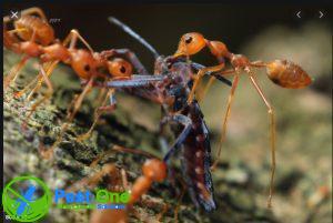 Tìm hiểu về loài kiến
