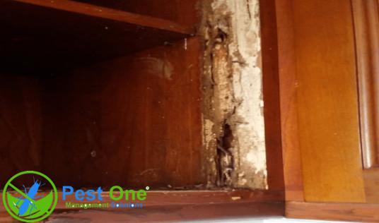 Dịch vụ diệt mối tại Quận Tân Bình