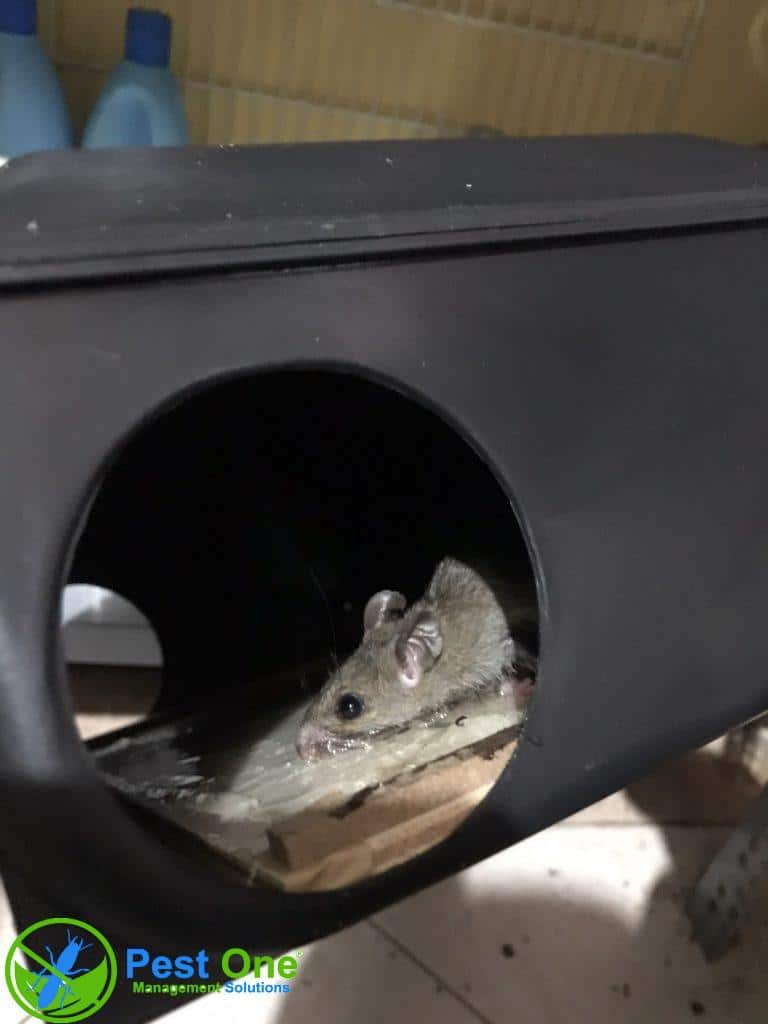 Dịch vụ diệt chuột kiểm soát chuột