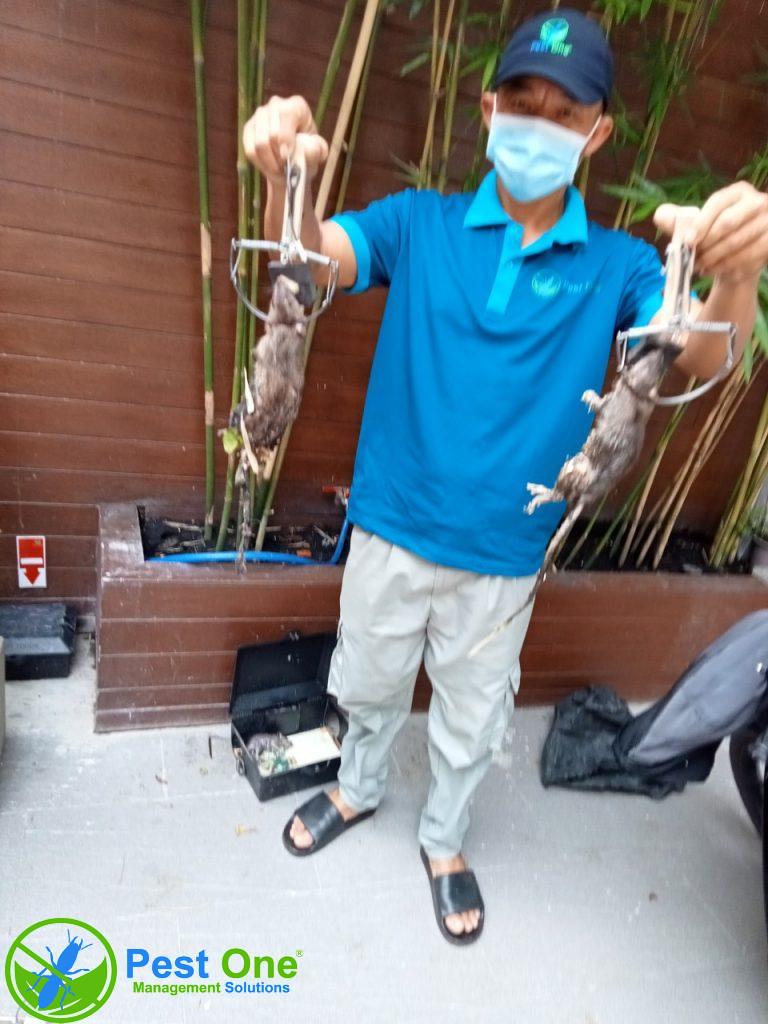 Dịch vụ diệt chuột