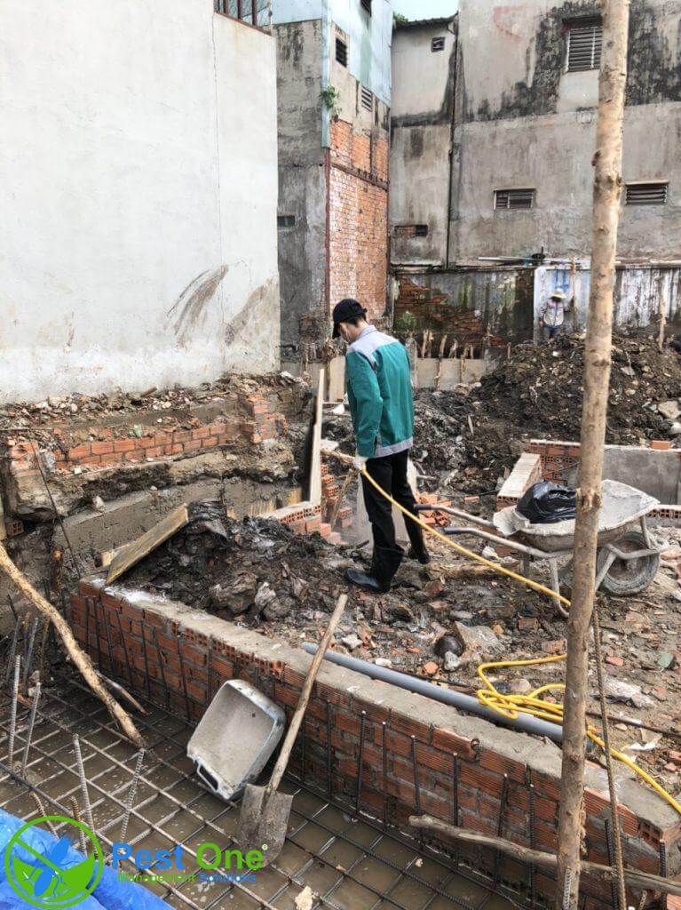 Diệt mối tận gốc và tính cấp thiết phòng trừ mối cho công trình xây dựng