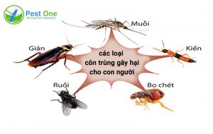 5 loài côn trùng gây hại cho người