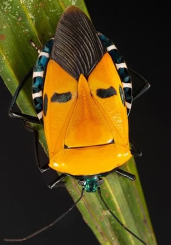 Bọ Elvis Presley