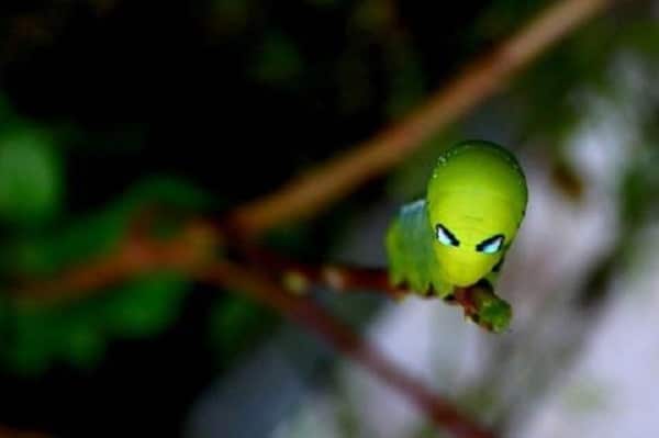 Sâu người ngoài hành tinh với ngoại hình kỳ dị