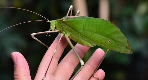 Châu chấu chân dài khổng lồ ngụy trang như lá cây