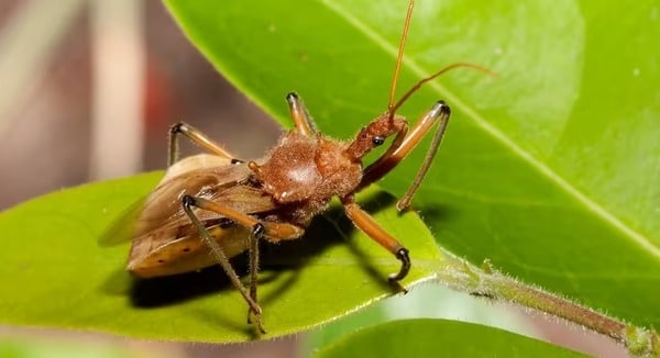 Côn trùng kỳ lạ bọ sát thủ đang săn mồi