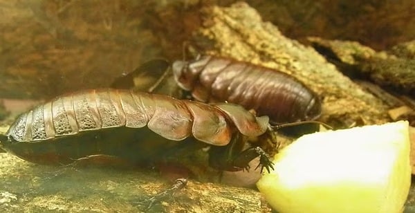 Gián đào hang khổng lồ sống sâu dưới lòng đất