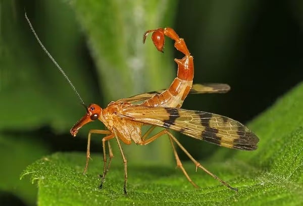 Ruồi bọ cạp với phần đuôi cong đặc trưng