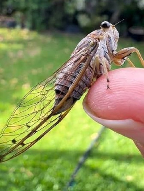 Ve sầu châu Phi nổi tiếng với tiếng kêu lớn