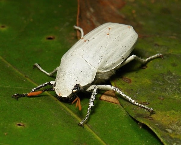Bọ cánh cứng ma Cyphochilus với lớp vỏ trắng