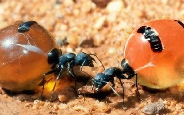 Kiến mật dự trữ thức ăn trong cơ thể