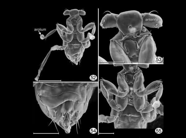 Dicopomorpha echmepterygis là côn trùng siêu nhỏ