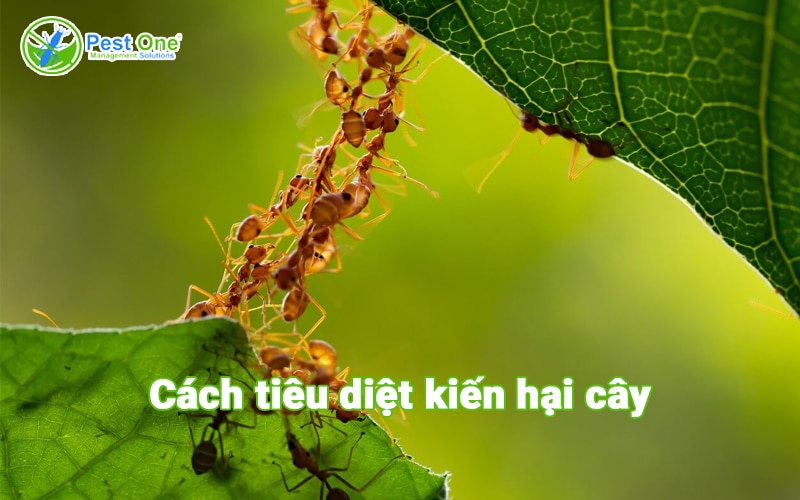 kiến có hại cây không