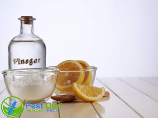 Dung dịch chanh và giấm thành có hiệu quả tốt nếu diện tích bị mối nhỏ