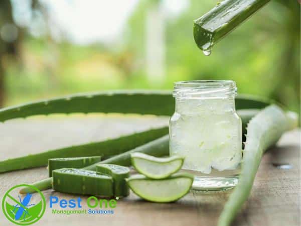 Diệt mối tận gốc tại nhà bằng nha đam