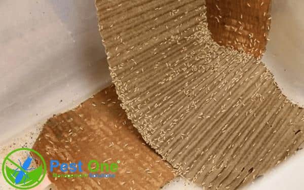 Dẫn dụ mối bằng bìa carton rồi tiêu hủy