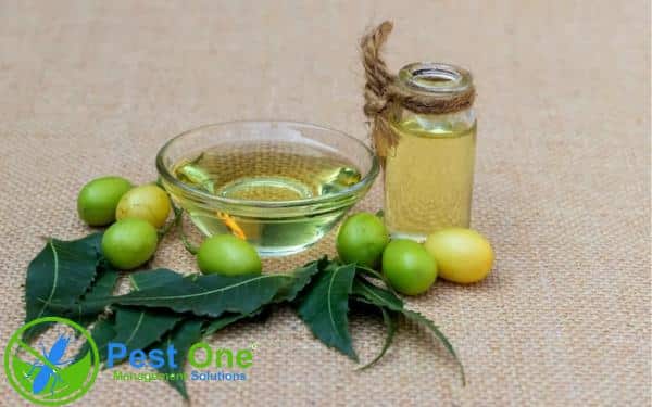Diệt mối tận gốc tại nhà bằng dầu neem