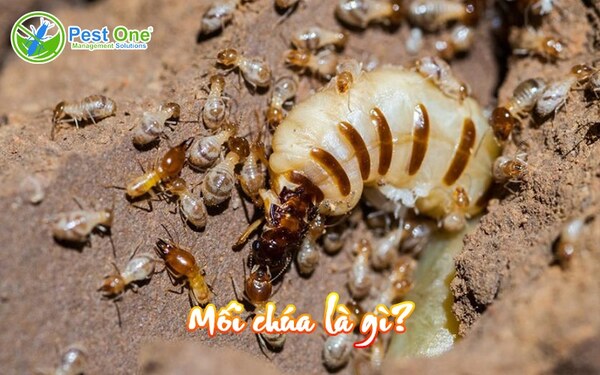 Mối chúa là gì?