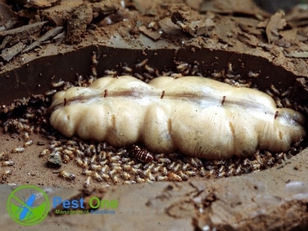Cấu tạo của mối chúa