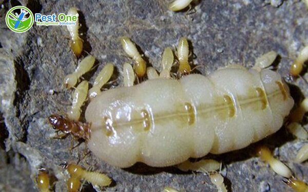 Mối chúa đảm nhiệm chức năng sinh sản