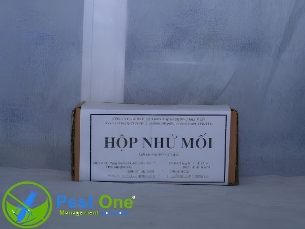 Đặt hộp nhử mối