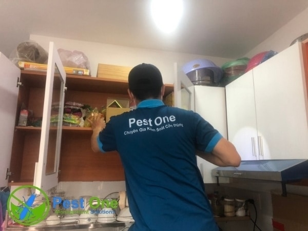 Dịch vụ diệt mối tại chuyên nghiệp Pest One