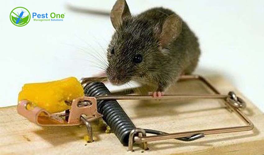 Cách bẫy chuột cống trong nhà