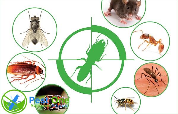 Diệt côn trùng TPHCM tại nhà