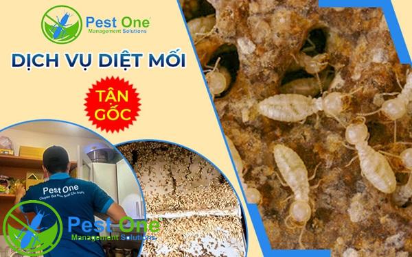 Dịch vụ diệt mối tận gốc 100% hiệu quả cao tại PESTONE