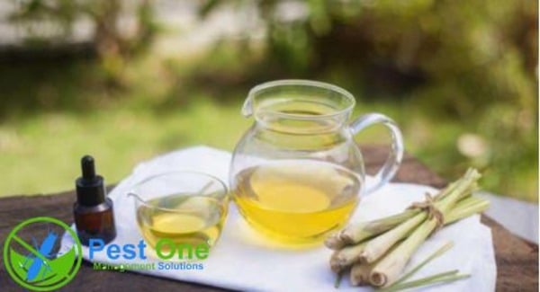Dùng tinh dầu sả hoặc trồng cây sả để đuổi kiến ba khoang