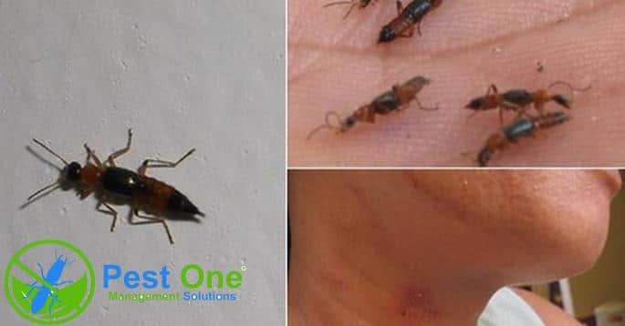 Cách đuổi kiến ba khoang