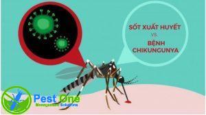 Sốt virus Chikungunya