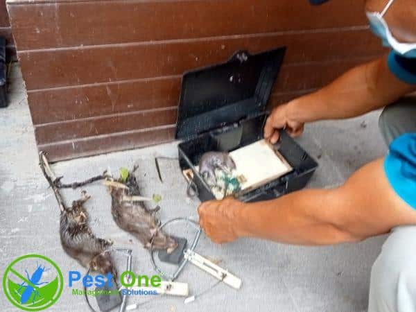 Công ty diệt chuột PESTONE cung cấp dịch vụ tại TPHCM