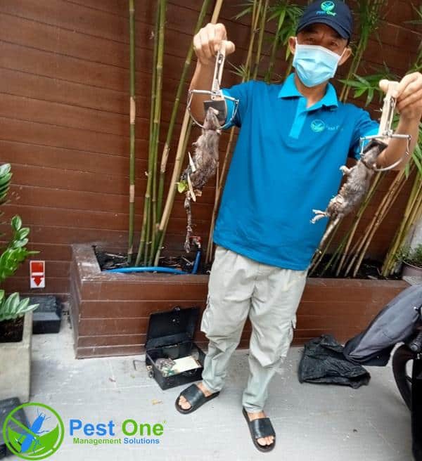 Công ty dịch vụ diệt chuột PESTONE