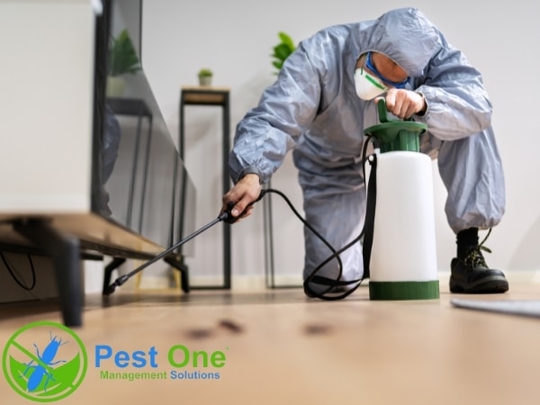 Sử dụng thuốc diệt mối sẽ giúp bạn bảo vệ tài sản của mình