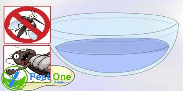 Xà phòng hỗ trợ diệt côn trùng bò như kiến và rệp