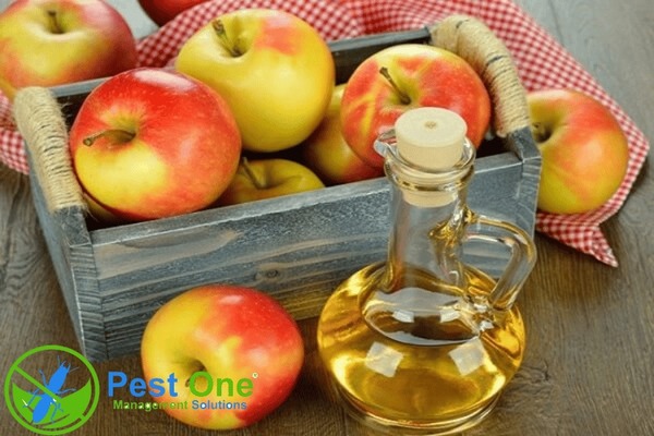Giấm giúp bẫy và xua đuổi muỗi trong nhà tự nhiên