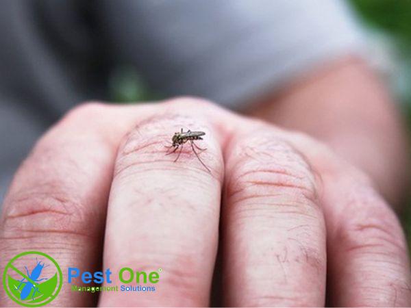 Lý do nên phun thuốc diệt muỗi tại nhà